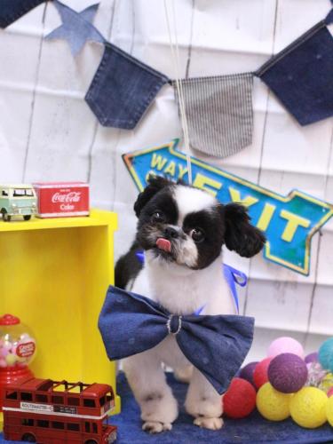 20230405たいがくん